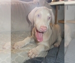 Small Photo #1 Doberman Pinscher Puppy For Sale in BONSALL, CA, USA