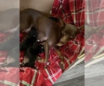 Small #1 Chihuahua