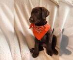 Small Photo #1 Labrador Retriever Puppy For Sale in LONG PINE, NE, USA