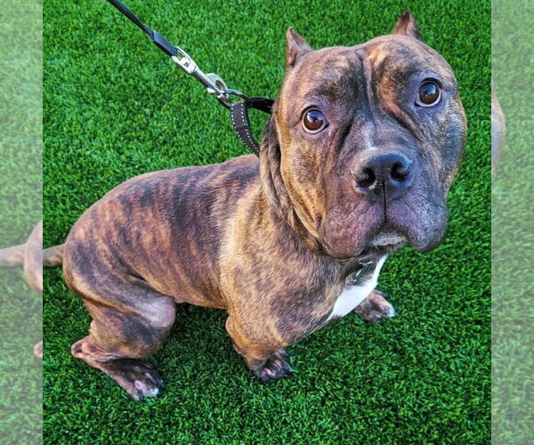 Medium Photo #10 American Staffordshire Terrier-Bulldog Mix Puppy For Sale in Redlands, CA, USA