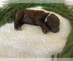 Small Photo #8 Goldendoodle Puppy For Sale in JENKS, OK, USA