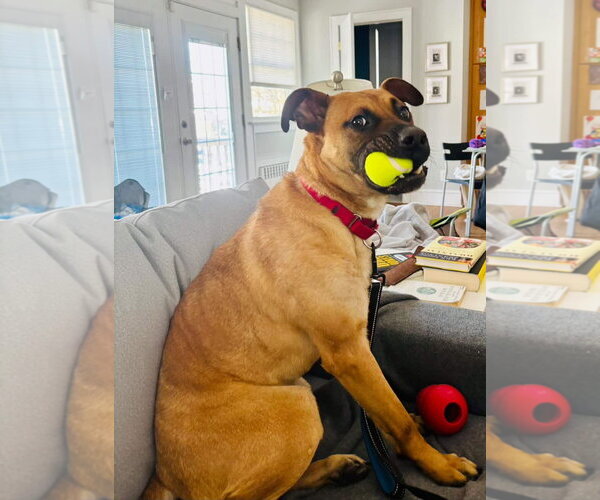 Medium Photo #3 American Pit Bull Terrier-Unknown Mix Puppy For Sale in Brooklyn, NY, USA