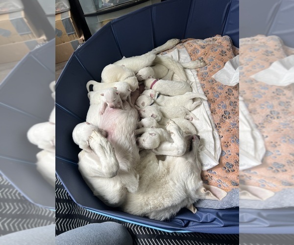 German Shepherd Dog PUPPY FOR SALE ADN838623 White German Shepherd