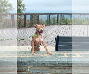 Mutt Dogs for adoption in garner, NC, USA