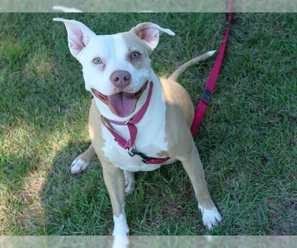 Medium Photo #1 American Staffordshire Terrier-Unknown Mix Puppy For Sale in Tallahassee, FL, USA