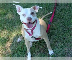 American Staffordshire Terrier-Unknown Mix Dogs for adoption in Tallahassee, FL, USA