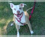 BAILEY - Female American Staffordshire Terrier-Unknown Mix Dog for Adoption - Small photo