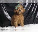 Puppy Boba F1B Cavapoo