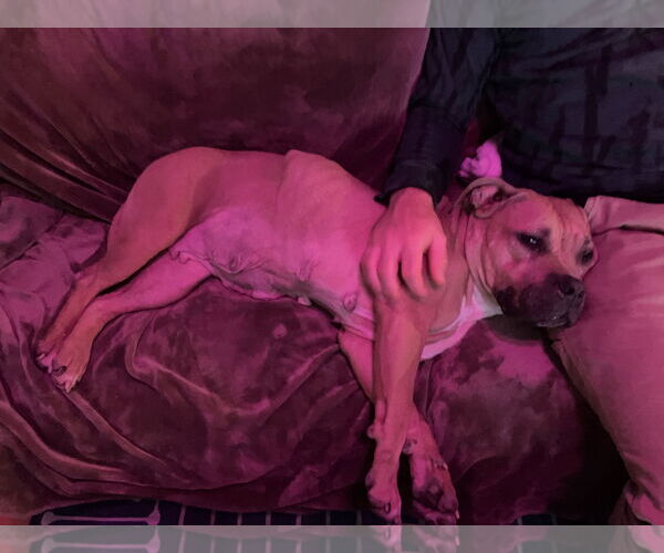 Medium Photo #29 Mutt Puppy For Sale in Philadelphia, PA, USA