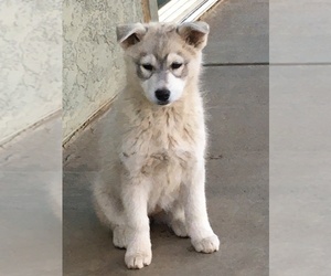 Alusky Puppy for sale in REDDING, CA, USA