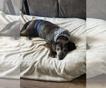 Small #1 Dachshund Mix