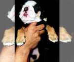 Small Photo #9 English Bulldog Puppy For Sale in ARGYLE, TX, USA