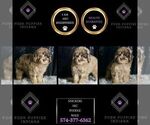 Small Photo #137 Poodle (Toy) Puppy For Sale in WARSAW, IN, USA