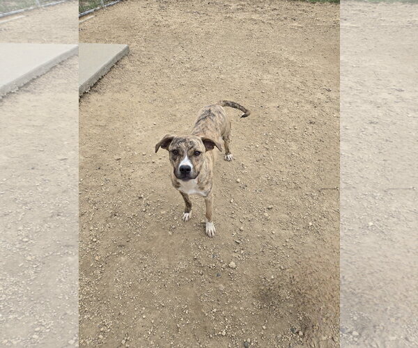 Medium Photo #1 Mutt Puppy For Sale in Maquoketa, IA, USA