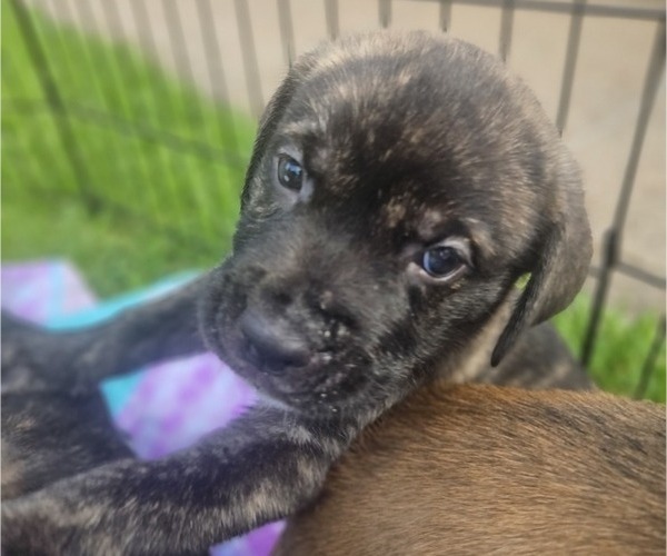 Medium Photo #15 Cane Corso Puppy For Sale in HOUSTON, TX, USA