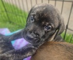 Small #4 Cane Corso
