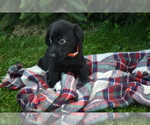 Small #2 Labrador Retriever
