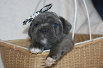 Small Photo #4 Cane Corso Puppy For Sale in MONTVILLE, OH, USA