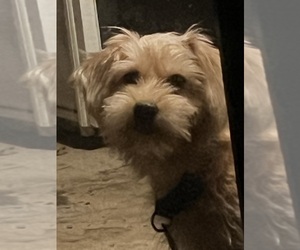 Morkie Puppy for sale in MIDDLETOWN, CT, USA