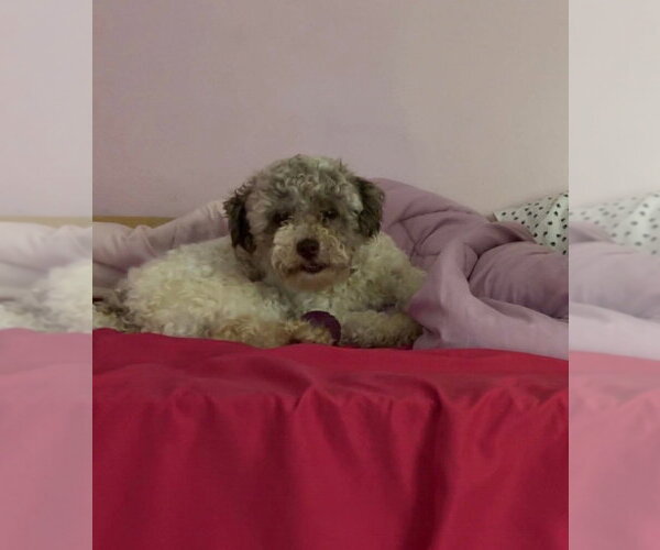 Medium Photo #3 Poodle (Miniature) Puppy For Sale in Aurora, IN, USA