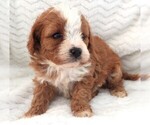 Small #2 Cavapoo