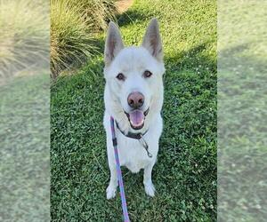 Akita-Alaskan Malamute Mix Dogs for adoption in Sacramento, CA, USA