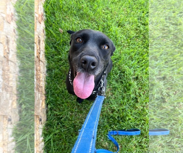 Medium Photo #2 Labrador Retriever-Unknown Mix Puppy For Sale in San Diego, CA, USA