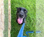Small #1 Labrador Retriever Mix