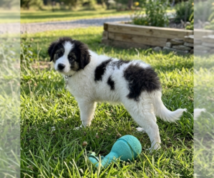 Labrenees Dogs for adoption in Genesee, WI, USA