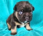Small #6 French Bulldog