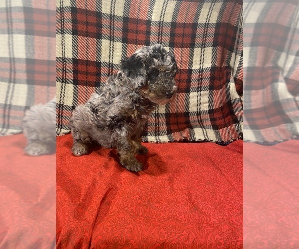 Medium Photo #1 Poodle (Miniature) Puppy For Sale in STATESVILLE, NC, USA