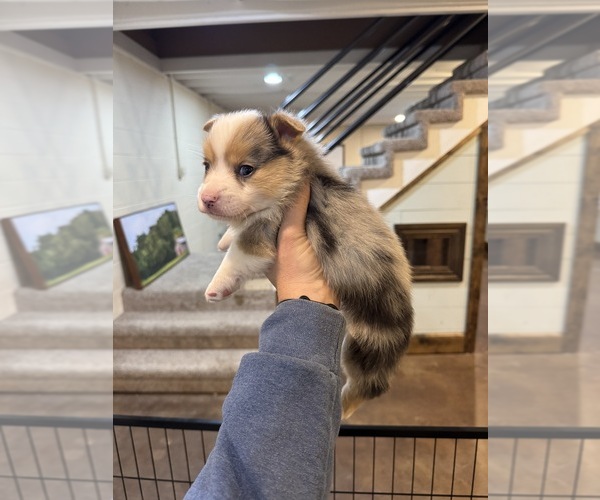 Medium Photo #3 American Corgi Puppy For Sale in APPLE GROVE, WV, USA