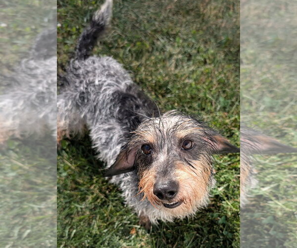 Medium Photo #6 Dachshund Puppy For Sale in Shelbyville, TN, USA