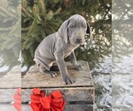 Small #3 Great Dane