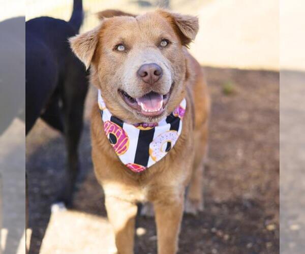 Medium Photo #1 Labrador Retriever Puppy For Sale in San Antonio, TX, USA