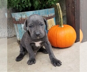 Cane Corso Puppy for sale in FORKSVILLE, PA, USA