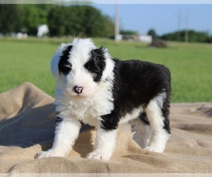 Old English Sheepdog Puppy for Sale in FAIR GROVE, Missouri USA