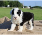 Image preview for Ad Listing. Nickname: AKC Bentley