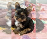Small Mutt