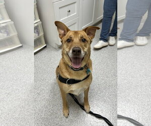 Shepradors Dogs for adoption in Lancaster, PA, USA