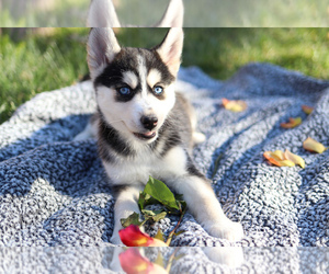 Pomsky Puppy for sale in SIMI VALLEY, CA, USA