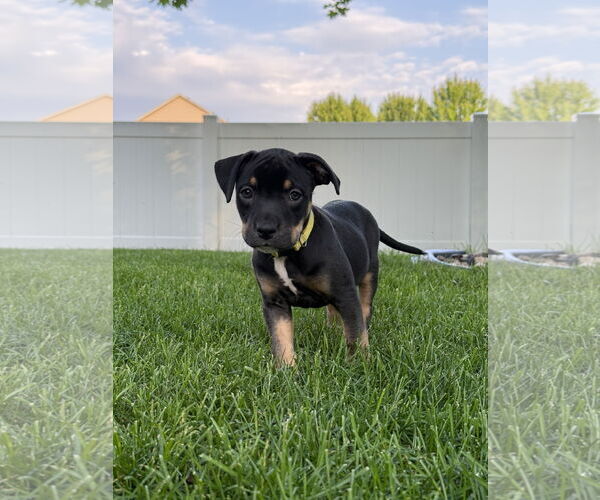 Medium Photo #4 American Pit Bull Terrier Puppy For Sale in St. Louis Park, MN, USA