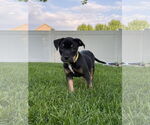 Small #3 American Pit Bull Terrier