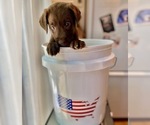 Small Photo #12 Labrador Retriever Puppy For Sale in ALEXANDRIA, VA, USA