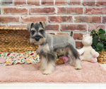 Small #2 Schnauzer (Miniature)