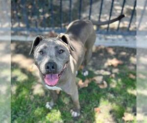LUZ - Female Mutt Dog for Adoption - Photo #2