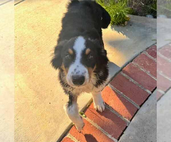 Medium Photo #9 Australian Shepherd Puppy For Sale in San Juan Capistrano, CA, USA