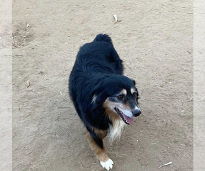 Father of the Miniature Australian Shepherd puppies born on 04/09/2023