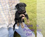 Small Photo #3 German Shepherd Dog Puppy For Sale in SENECA, SC, USA