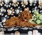 Small #3 Cavapoo